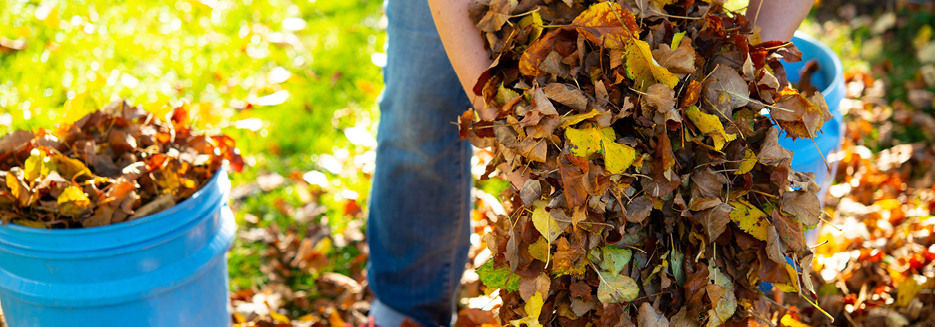 Person picking up fall leaves and putting them into a b